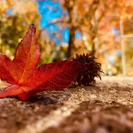 Douro - A Casa Do Rafael