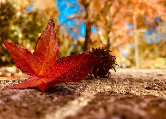 Douro - A Casa Do Rafael